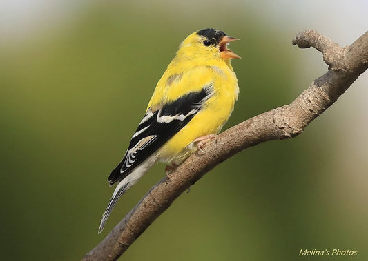 Seven Things You May Not Know About The American Goldfinch