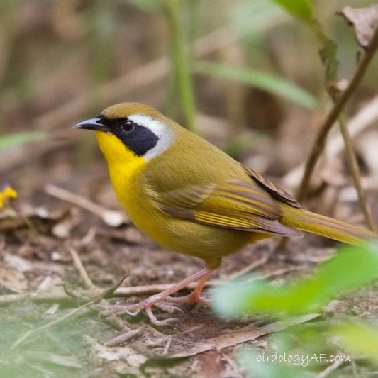 The Altamira Yellowthroat: A Canary in the Coal Mine of our Ecosystem