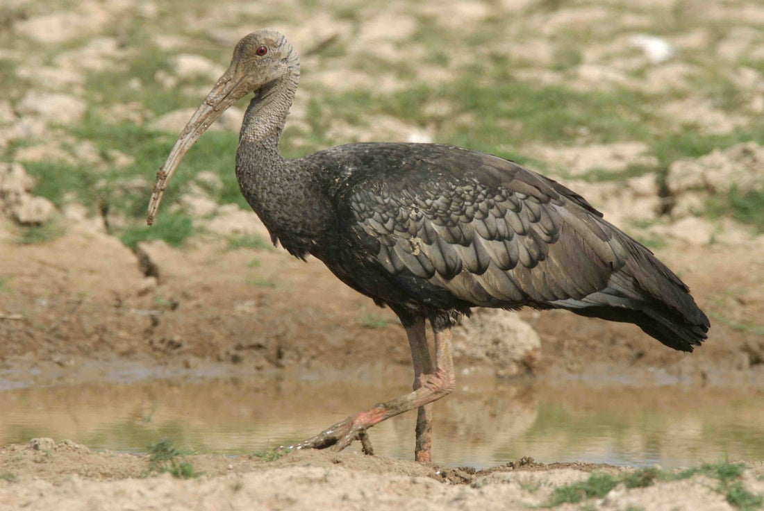 Little Known Facts About Ibis Birds