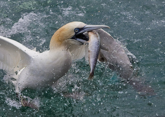 Saving The Seabirds