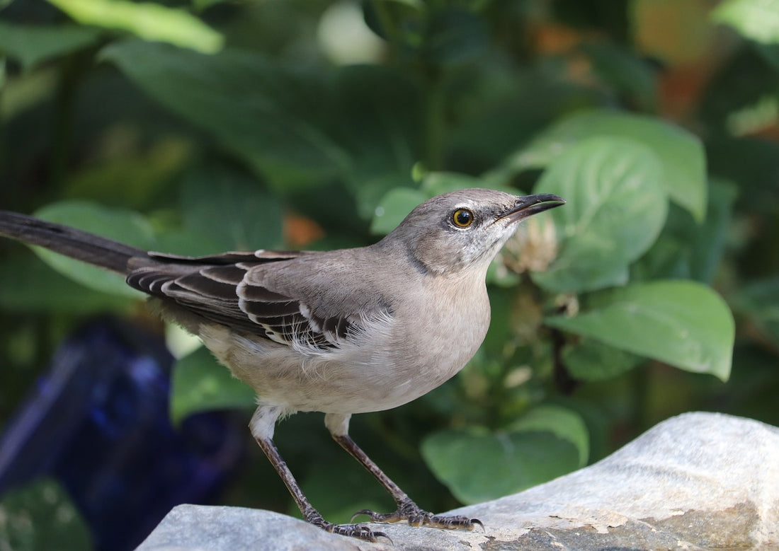 The Marvelous Mimics: A Journey into the World of Mockingbirds