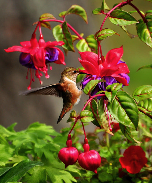 Best Plants To Attract Hummingbirds To Your Yard