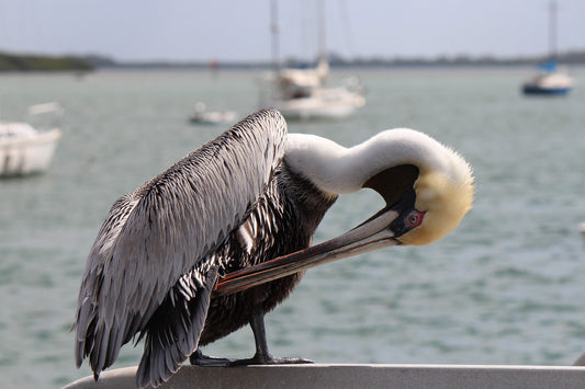 The Avian Diversity Of South Florida